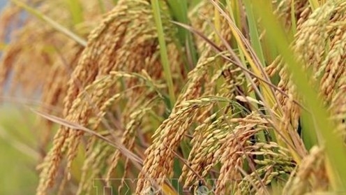 public private partnership highlighted in high quality rice production project