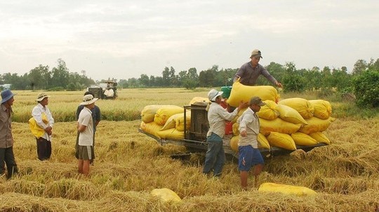 Thị trường nông sản tuần qua: Giá lúa giảm nhẹ, gạo xuất khẩu nhích tăng