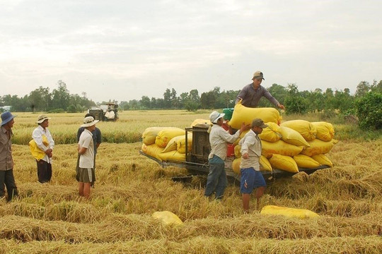 Thị trường nông sản tuần qua: Giá lúa giảm nhẹ, gạo xuất khẩu nhích tăng