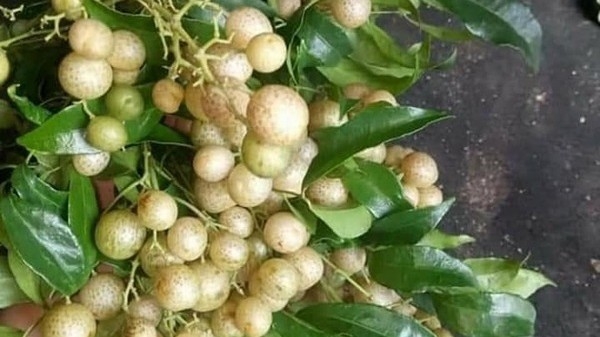 ngay xuan ban chuyen gia vi vung mien