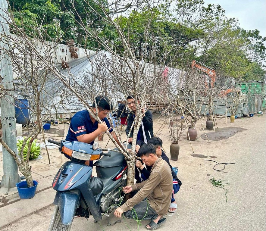 Người dân Thủ đô hối hả chọn mua đào quất đón Tết Giáp Thìn 2024