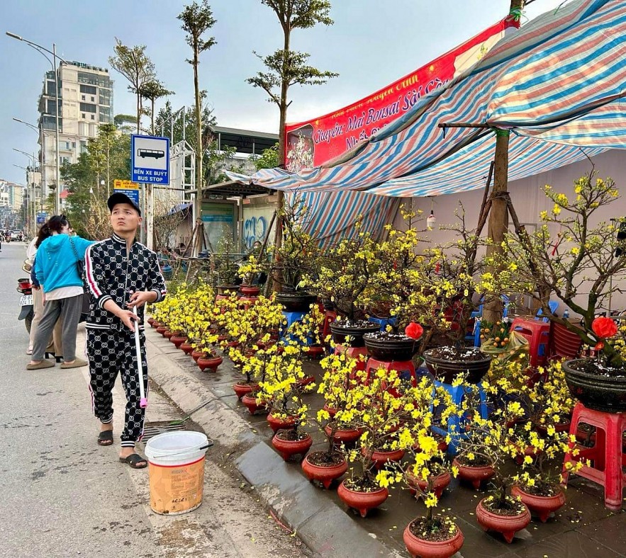 Người dân Thủ đô hối hả chọn mua đào quất đón Tết Giáp Thìn 2024