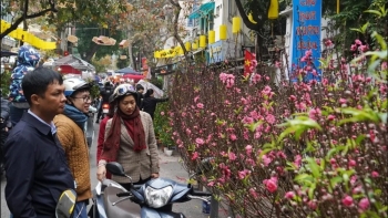 Chợ hoa Hàng Lược: Giá cả phù hợp, sức mua yếu trong ngày cận Tết
