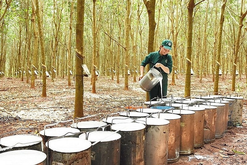 Ngày 9/2: Giá cao su tăng, cà phê và hồ tiêu duy trì ổn định