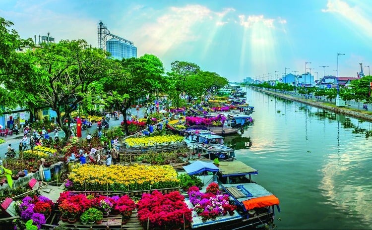 TP. Hồ Chí Minh: Thu mua hơn 9.000 chậu hoa tết bán ế