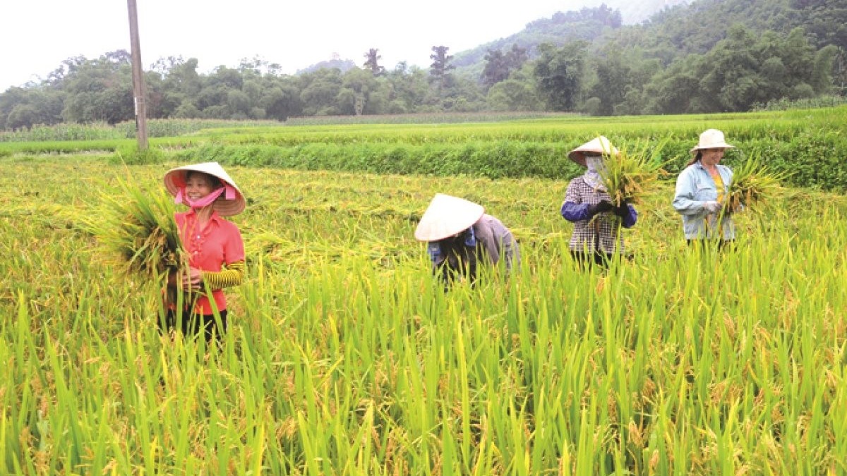 Ngày 15/2: Giá lúa Đông Xuân tại Tiền Giang tăng 500 - 1.000 đồng/kg