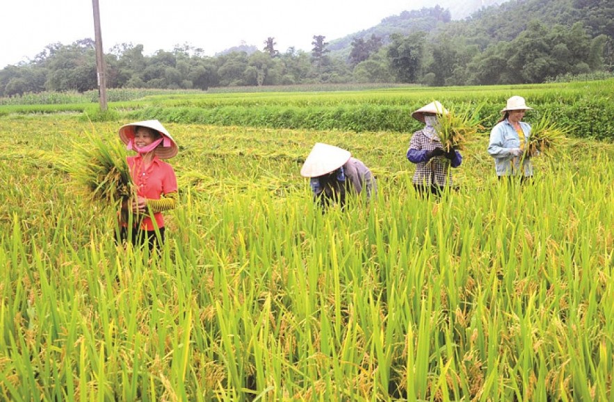 Ngày 15/2: Giá lúa Đông Xuân tại Tiền Giang tăng 500 - 1.000 đồng/kg