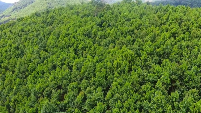 240.000 ha rừng sẽ được ưu tiên đầu tư