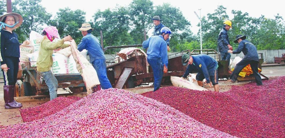 Giá cà phê cao kỷ lục, nông dân Tây Nguyên phấn khởi