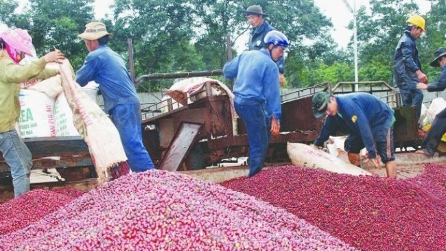 Chế biến sâu để nâng giá trị xuất khẩu cho ngành hàng cà phê