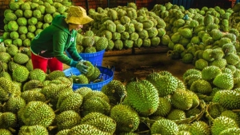 Fruit exports surge sharply
