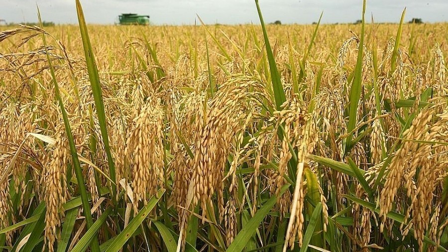 Ngày 23/2: Giá gạo ổn định, giá lúa tiếp tục giảm mạnh