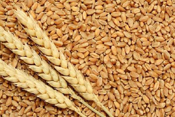 28 lợi ích tuyệt vời của lúa mì nguyên cám đối với da, tóc và sức khỏe - yH5BAEAAAAALAAAAAABAAEAAAIBRAA7