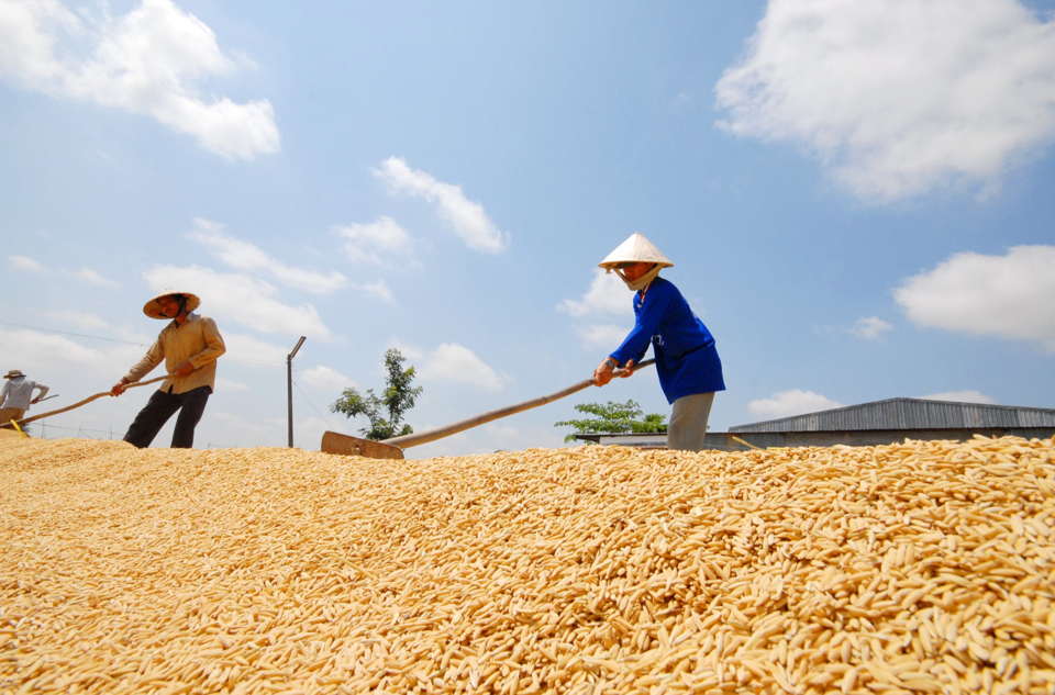 Ngày 26/2: Giá lúa gạo tại thị trường trong nước tiếp tục không có biến động