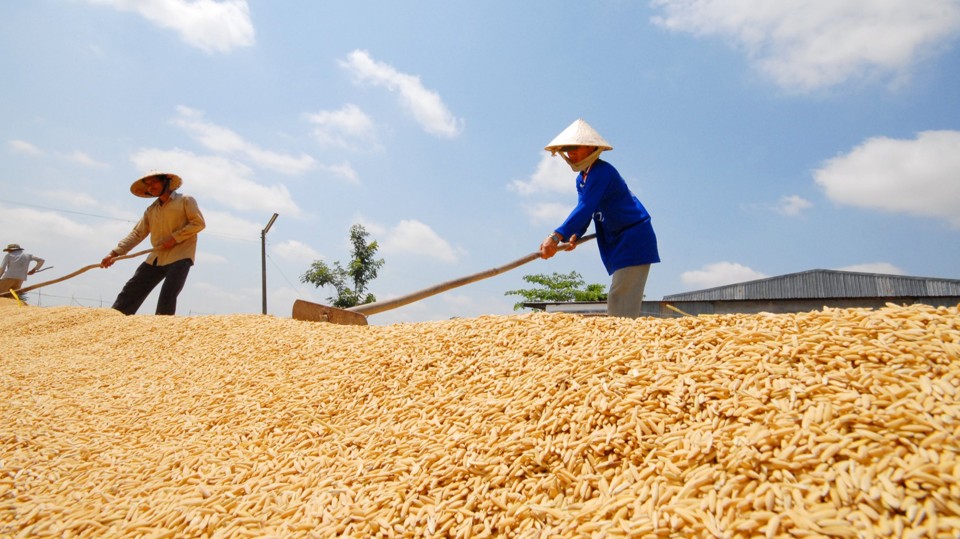 Ngày 26/2: Giá lúa gạo tại thị trường trong nước tiếp tục không có biến động