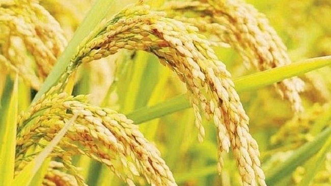 Ngày 28/2: Giá lúa tăng 50 - 300 đồng/kg, giá gạo ổn định