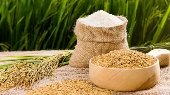 Ngày 29/2: Giá lúa tại thị trường nội địa đồng loạt tăng