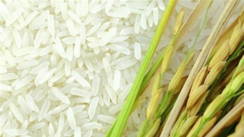 Ngày 2/3: Giá lúa gạo giảm cả trong nước và thị trường xuất khẩu
