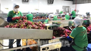 Deep processing increases agricultural product export value: experts