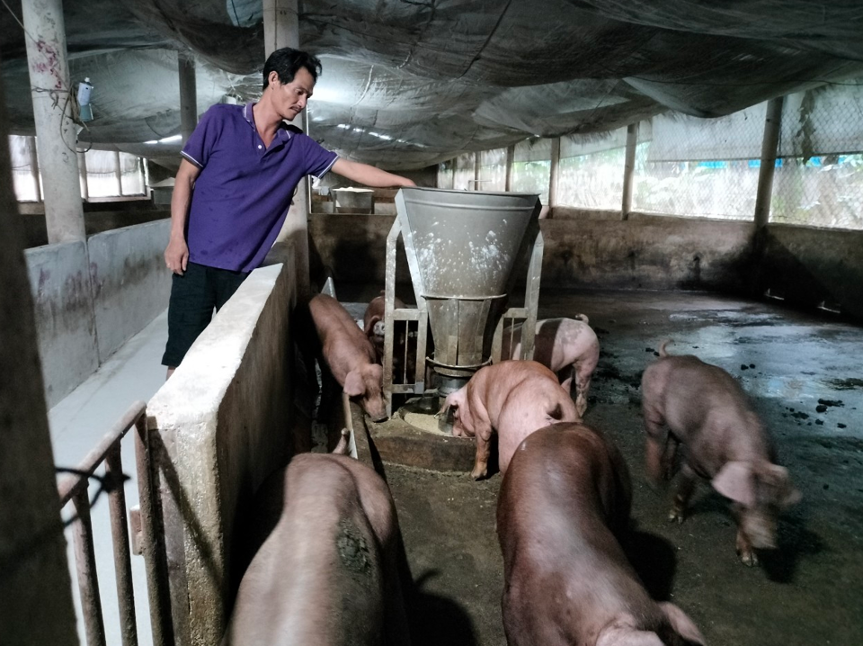 Ngày 6/3: Giá heo hơi tăng rải rác khu vực phía Nam, thịt heo giá ổn định Giá heo hơi hôm nay 6/3/2024: Tăng rải rác khu vực phía Nam. Ảnh minh họa.