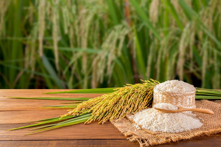 Ngày 7/3: Giá lúa gạo tại các tỉnh Đồng bằng sông Cửu Long không có biến động
