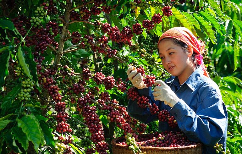 Ngày 16/3: Giá cà phê trong nước tăng trở lại, giá tiêu chững lại