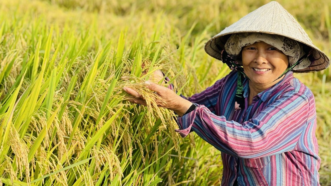Ngày 18/3: Giá lúa gạo duy trì ổn định sáng đầu tuần