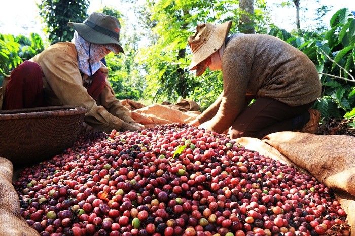 Giá cà phê xuất khẩu tăng ấn tượng với 50,6%