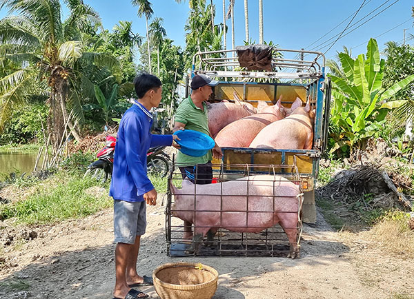 Ngày 19/3: Giá heo hơi đi ngang tại nhiều nơi, thịt heo ổn định tại công ty thực phẩm