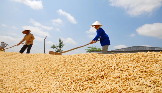 Ngày 20/3: Giá lúa tăng từ 100