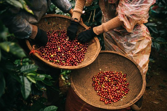 Giá cà phê xuất khẩu sang Bỉ tăng gần 45%
