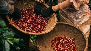 Giá cà phê xuất khẩu sang Bỉ tăng gần 45%