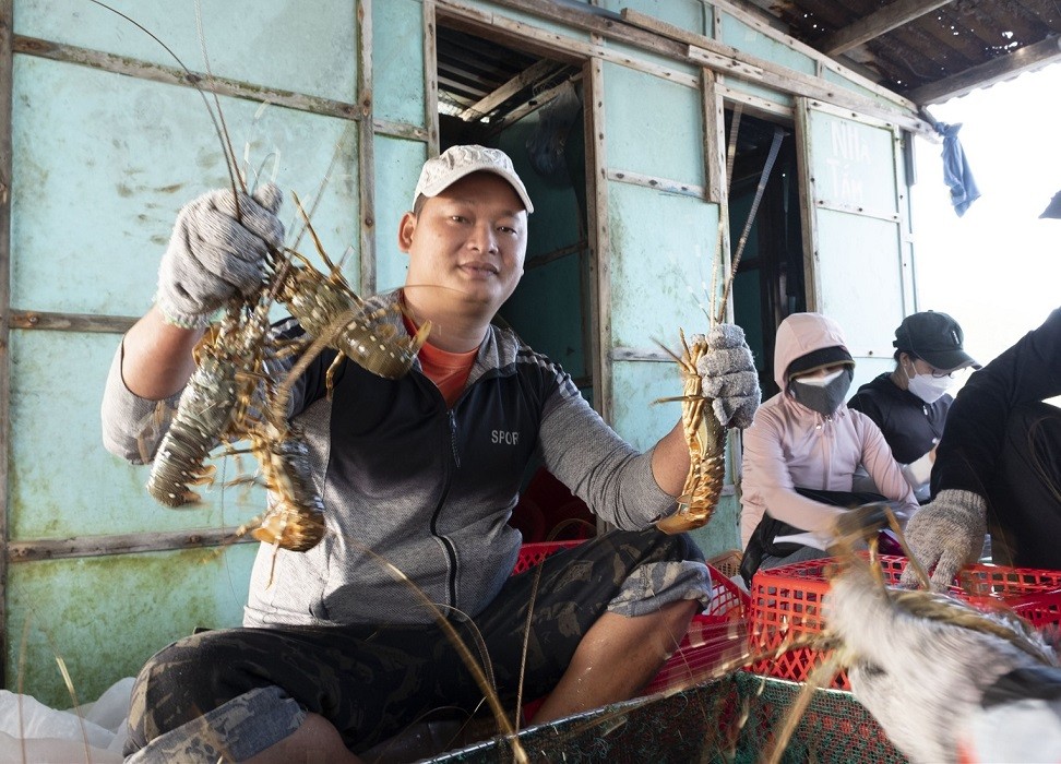 Xuất khẩu tôm hùm sang Trung Quốc thu về gần 29 triệu USD