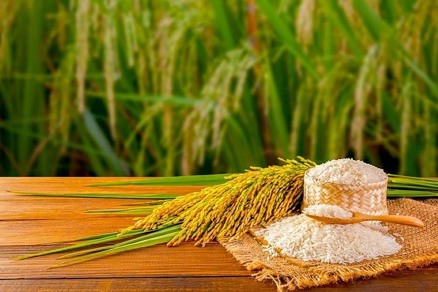 Ngày 21/3: Giá lúa gạo tại khu vực Đồng bằng sông Cửu Long giảm nhẹ