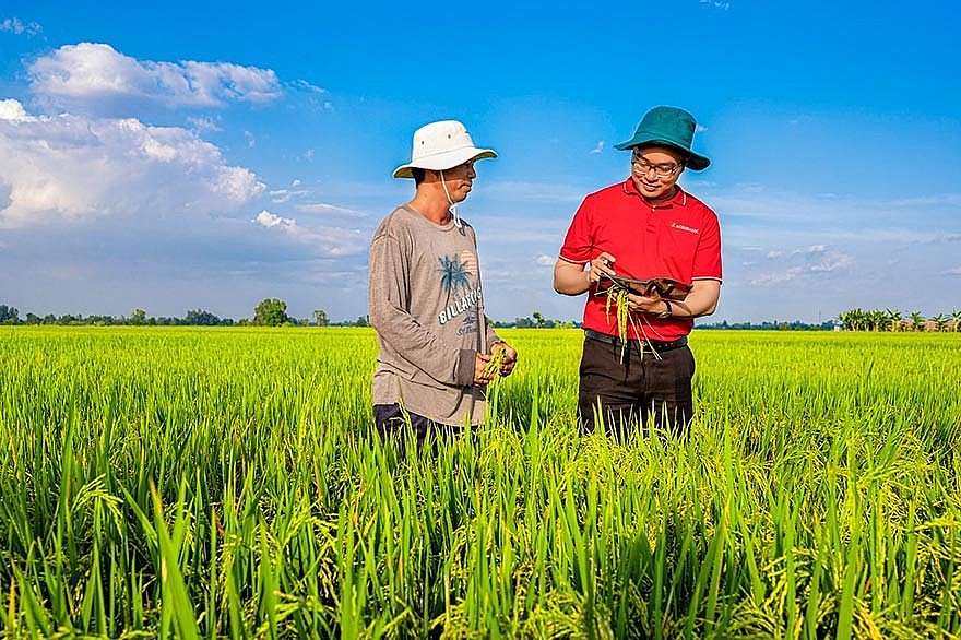 Agribank chủ lực cung ứng vốn cho đề án 1 triệu ha lúa chất lượng cao