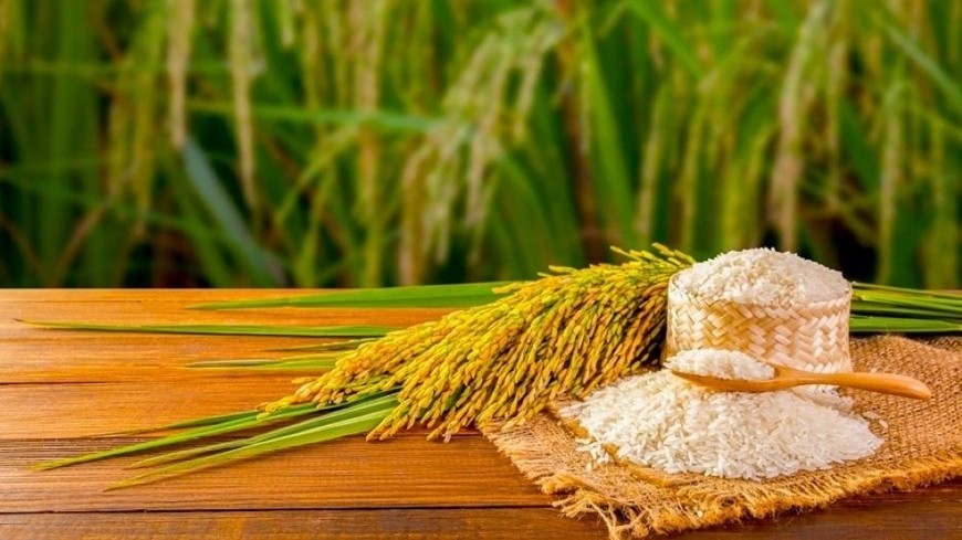 Ngày 25/3: Giá gạo bật tăng trở lại, lúa giữ ổn định sáng đầu tuần