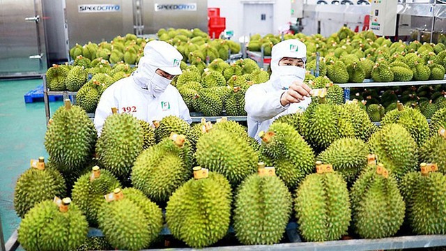 viet nam becomes second largest fruit and veggie exporter to china
