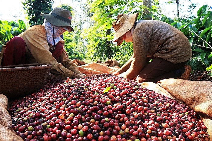 Thử nghiệm mô hình kinh tế tuần hoàn trong chuỗi giá trị cà phê và lúa tại Việt Nam