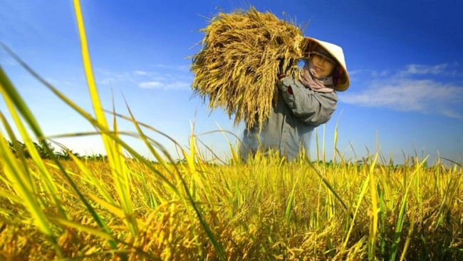 Ngày 28/3: Giá lúa gạo tại khu vực Đồng bằng sông Cửu Long biến động trái chiều