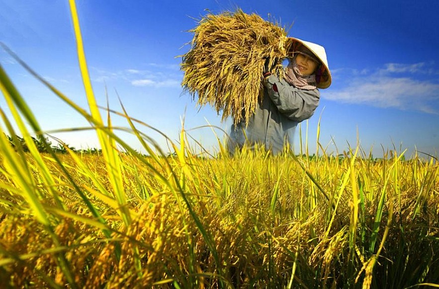 Ngày 28/3: Giá lúa gạo tại khu vực Đồng bằng sông Cửu Long biến động trái chiều