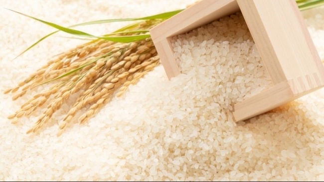 Ngày 29/3: Giá gạo điều chỉnh giảm mạnh, giá lúa ổn định