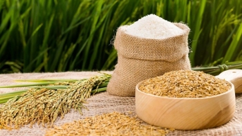 Ngày 30/3: Giá lúa gạo bình ổn, thị trường giao dịch ổn định