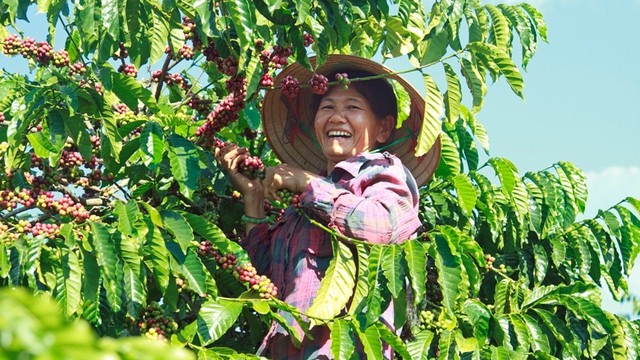Coffee exports may reach US$5 billion in 2024