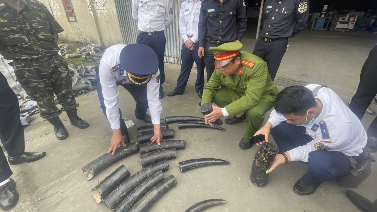 Hải quan phát hiện vụ nhập lậu 1,6 tấn ngà voi tại Hải Phòng