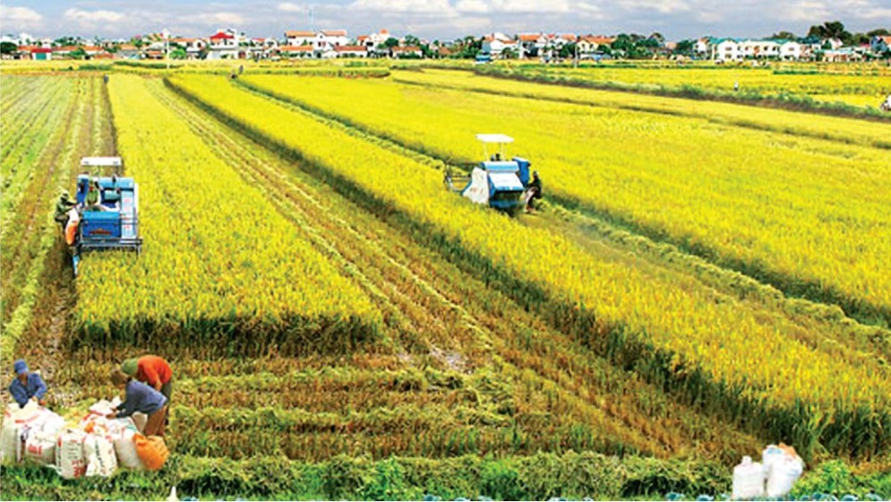 Giá gạo sẽ tăng, giảm ra sao trong quý II/2024?