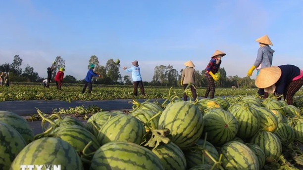 Businesses tap opportunities to maintain fruit, vegetable exports