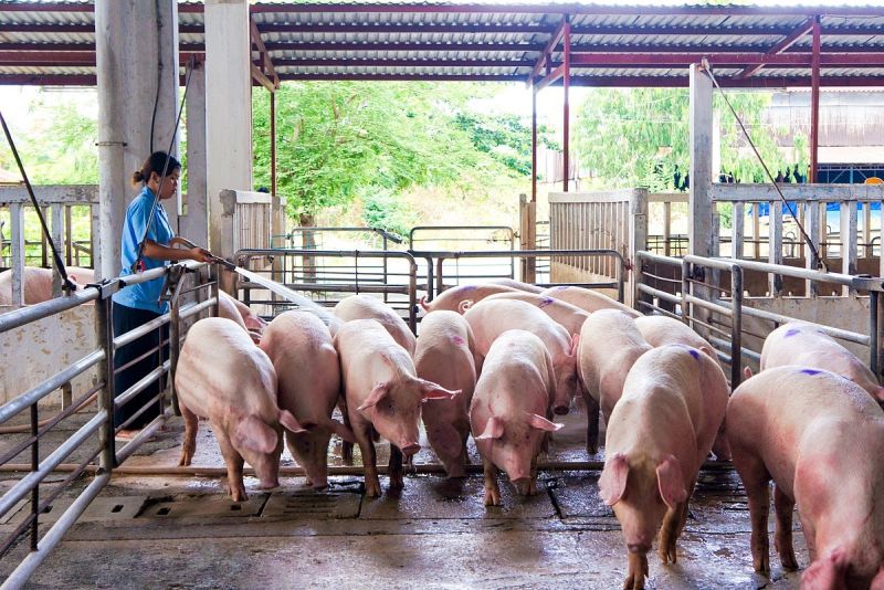 Thị trường heo hơi miền Trung, Tây Nguyên ghi nhận tăng giảm không đồng nhất. (Ảnh minh hoạ)