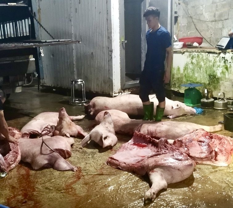 Thái Nguyên: Bắt giữ và tiêu huỷ hơn 1,1 tấn thịt và nội tạng lợn mắc dịch tả lợn châu Phi