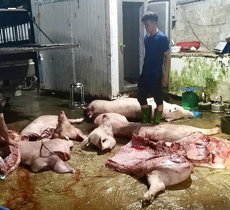 Thái Nguyên: Bắt giữ và tiêu huỷ hơn 1,1 cá thể lợn, thịt và nội tạng lợn mắc dịch tả lợn Châu Phi