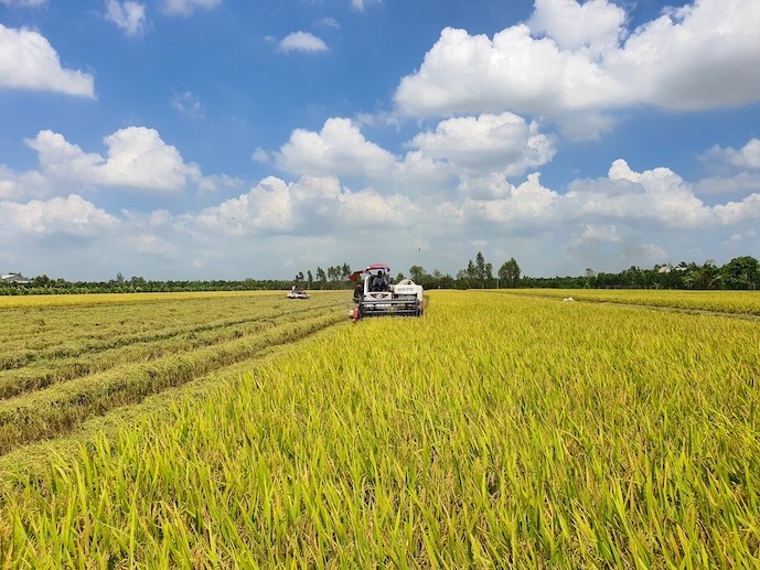 Đầu tư hơn 472 triệu USD vào hạ tầng kỹ thuật của đề án 1 triệu ha lúa chất lượng cao